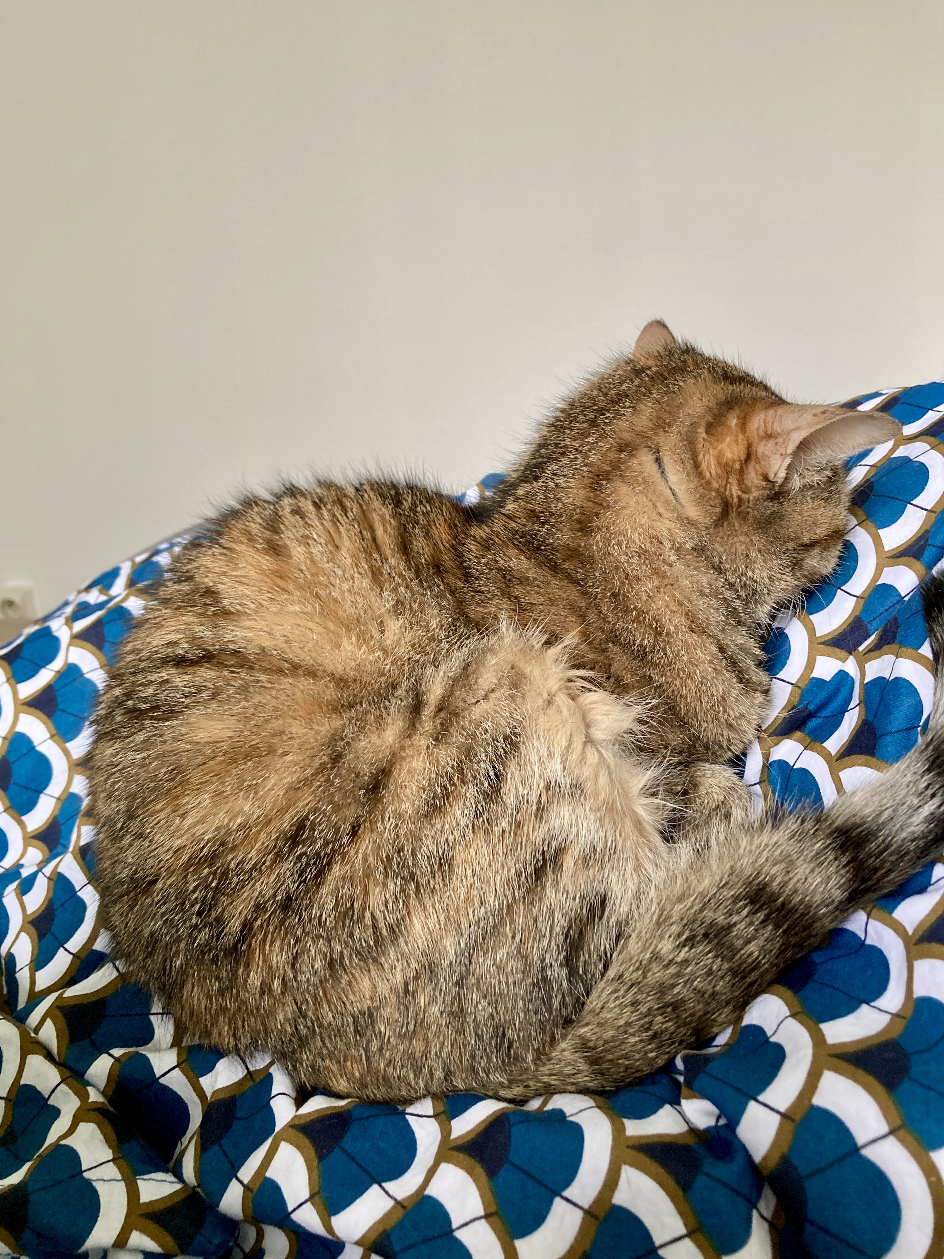 Photo de ma chatte couchée sur mon lit, le museau complètement onfoncé dans la couette et les oreilles légèrement en arrière