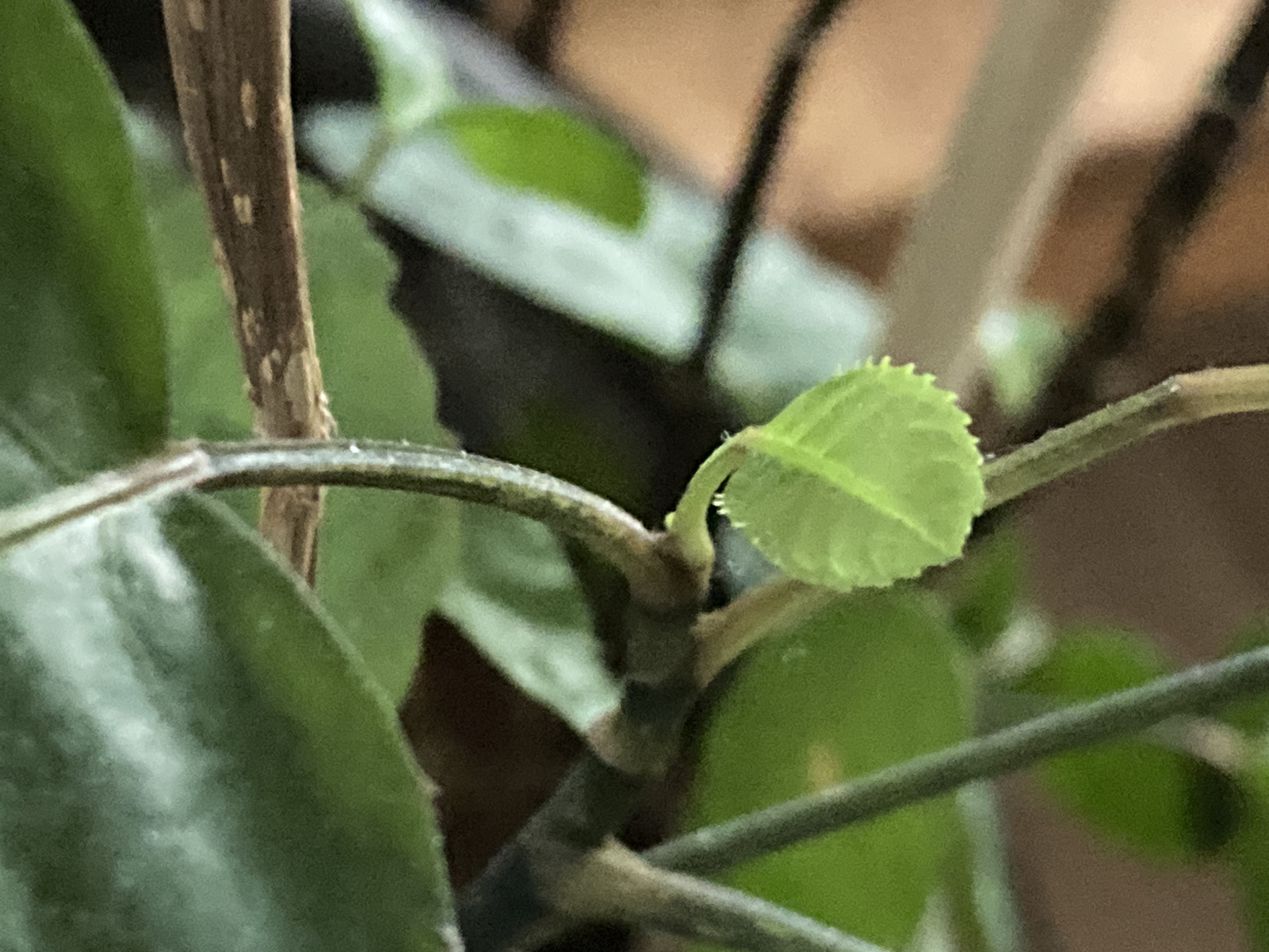 Photo en gros plan d'une toute petite pousse de feuille sur une polyscias