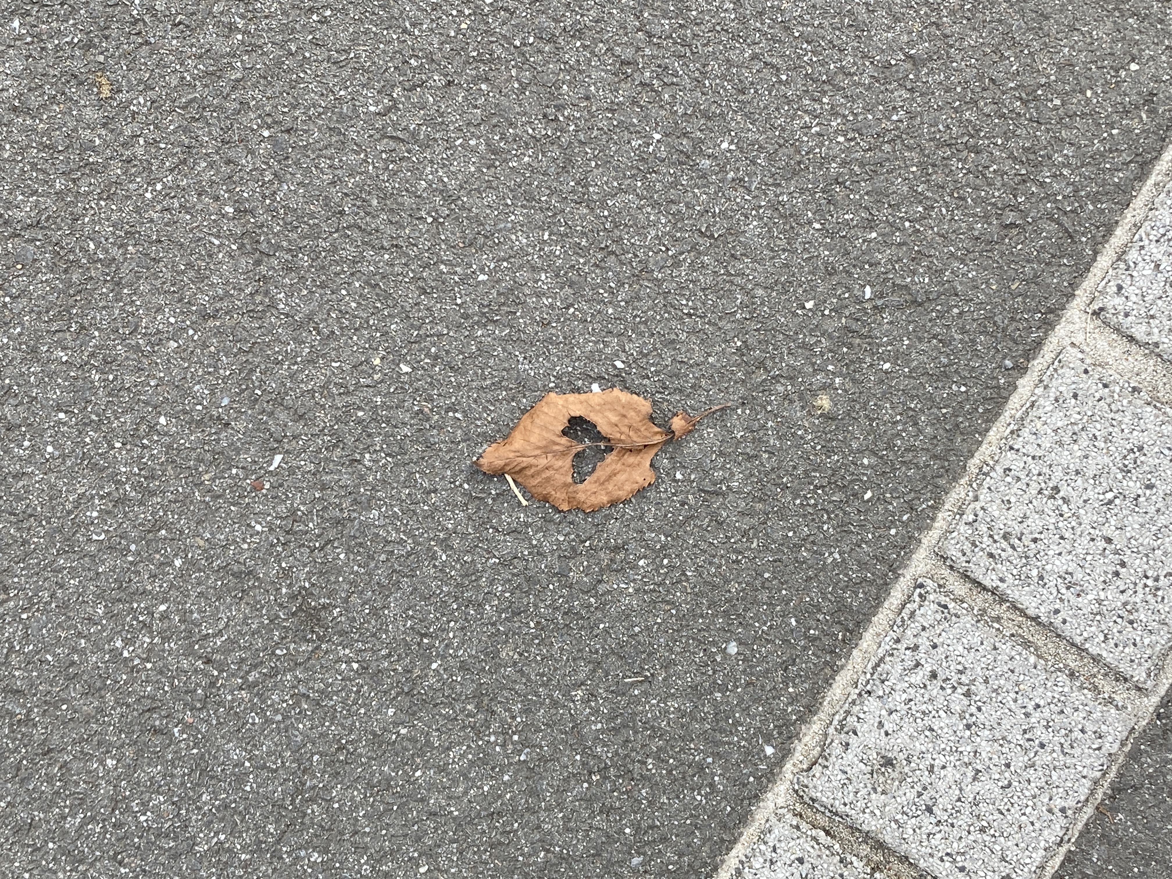 Photo du trottoir, une feuille morte. Elle est trouée en plein milieu, le trou forme accidentellement un coeur.